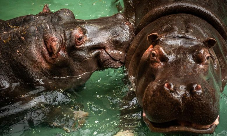 Hippo tests positive for Covid-19 in Belgian zoo