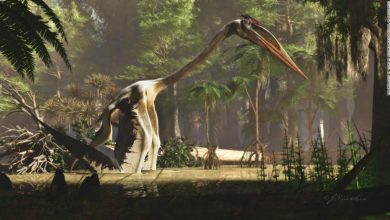 Giant winged reptile is the largest flying animal that ever lived on the planet