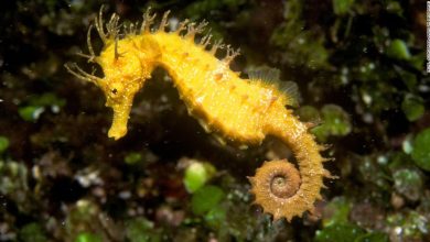 Woman saves seahorse from bottom trawl