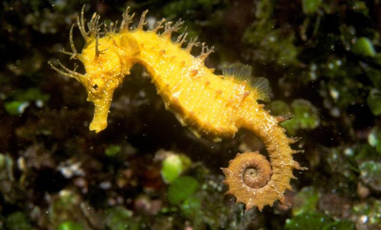 Woman saves seahorse from bottom trawl
