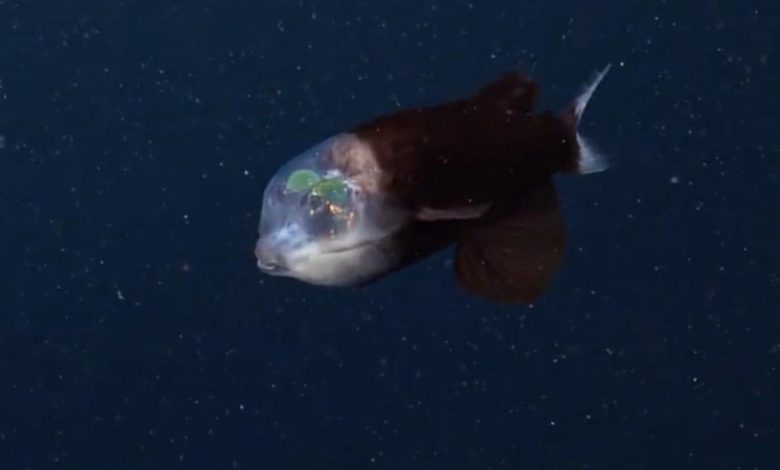 Video shows rare sight of transparent barley fish off California coast