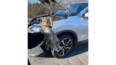 Kitten rescued from engine compartment of Nissan Rogue after traveling on highway