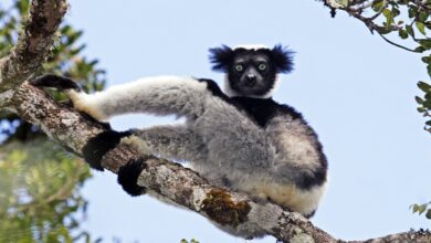 These lemurs have rhythm.  Scientists have questions