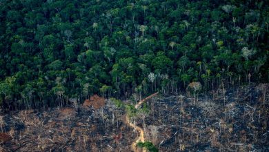 Here's what it will take to end deforestation by 2030