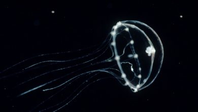 A genetically modified jellyfish gives a glimpse of another thought