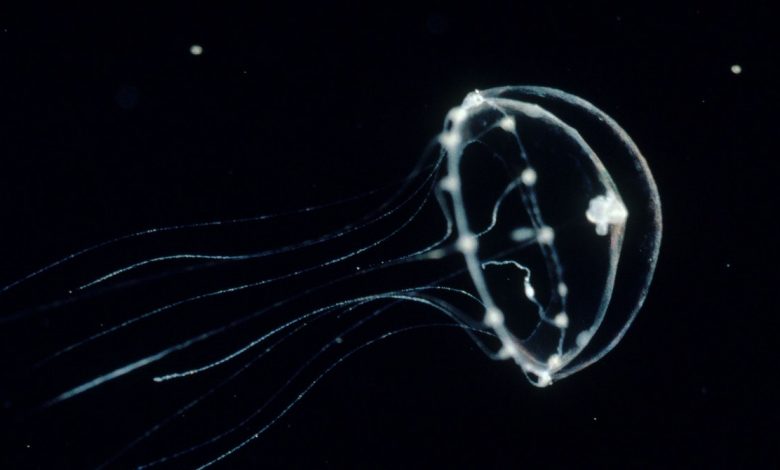 A genetically modified jellyfish gives a glimpse of another thought