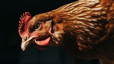 Antibiotic use in US farm animals has decreased.  Now it's not