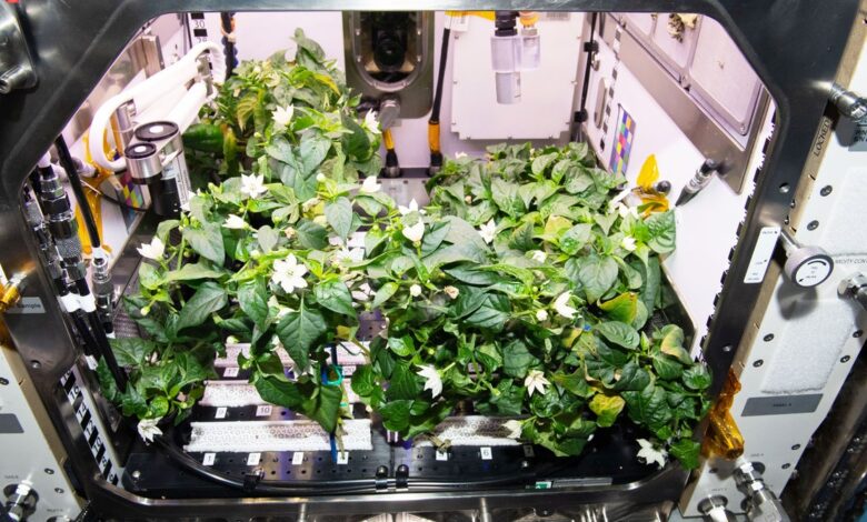 Growing peppers on the ISS is just the beginning of farming in space