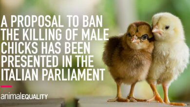 Historical turning point: Closed to a ban on killing male chickens in the egg industry in Italy |  Animal equality