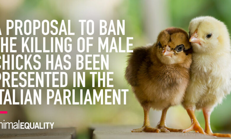 Historical turning point: Closed to a ban on killing male chickens in the egg industry in Italy |  Animal equality