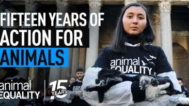 15 Most Impactful Public Actions of Animal Equality