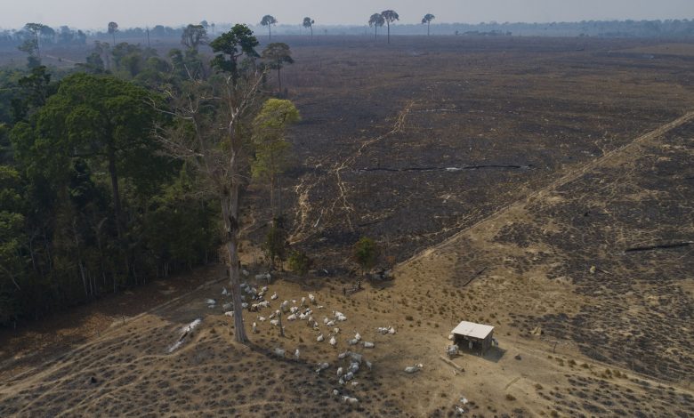 UN climate summit leaders pledge to end deforestation;  Skeptics want proof: NPR