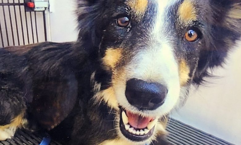 A dog rescued from a 50-foot ledge on a Colorado creek has been missing for weeks: NPR
