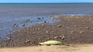 Endangered Hawaiian monk seal found shot in the head on Molokai: NPR