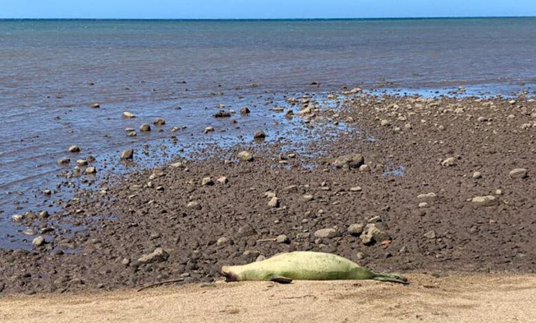 Endangered Hawaiian monk seal found shot in the head on Molokai: NPR