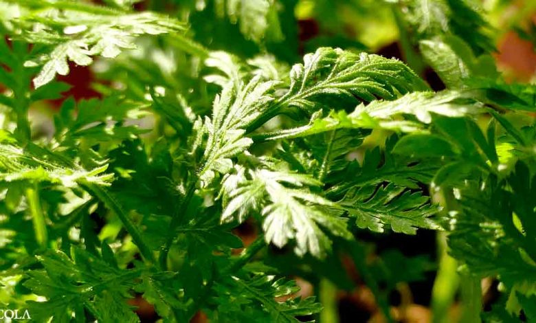 Can this herb inhibit viral activity?
