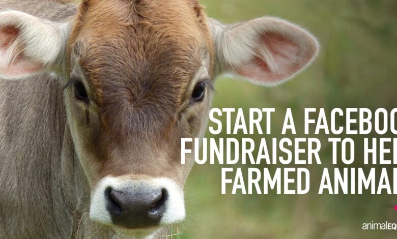How to create your own fundraising campaign for animal equality