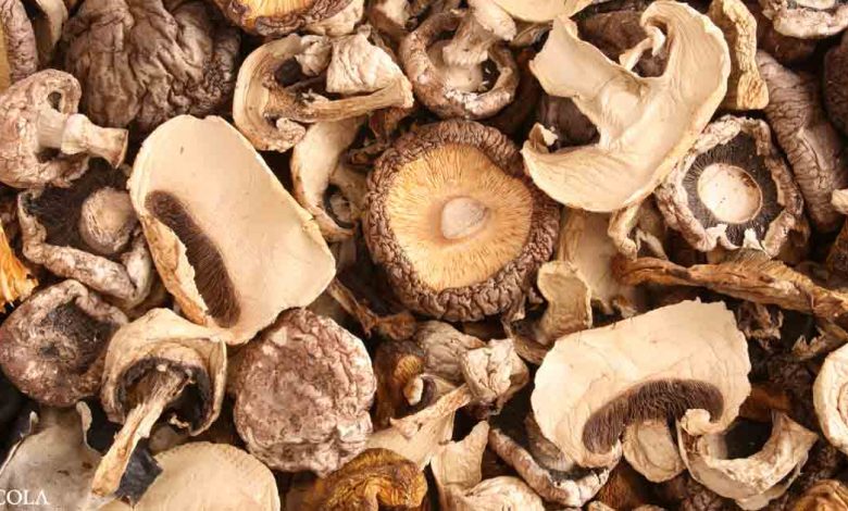 Could mushrooms be the key to improving immunity?