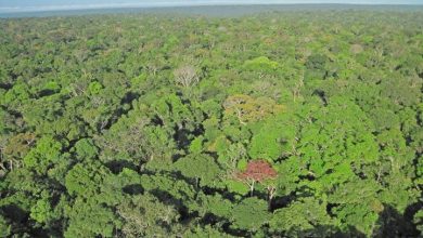 Tropical forests wiped out Regeneration helps slow climate change - Can it be improved?