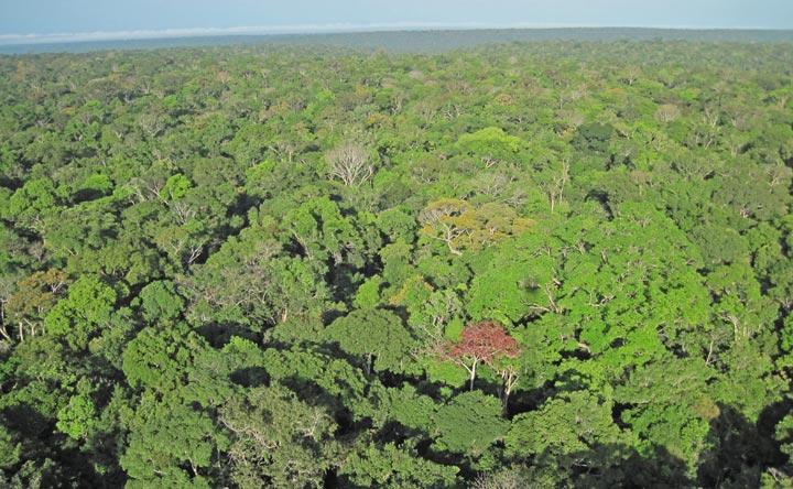 Tropical forests wiped out Regeneration helps slow climate change - Can it be improved?