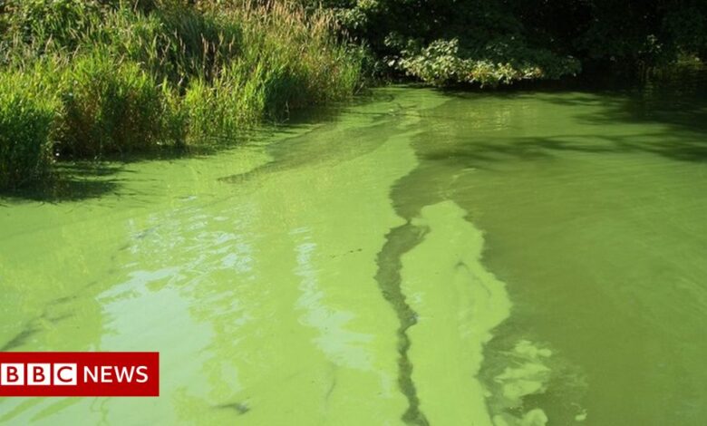 No river in the UK is unpolluted - Parliamentary report