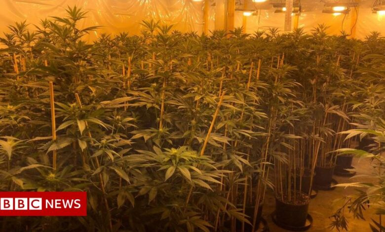 Met Police find 1,000 cannabis farms across London
