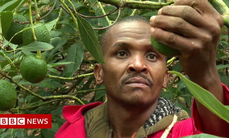 Kenya vigilantes join the avocado gang