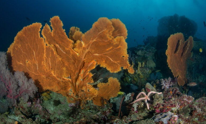 New pristine reef discovery a miracle for most, an opportunity to promote unwarranted climate alarmism for CNN - Interested in that?