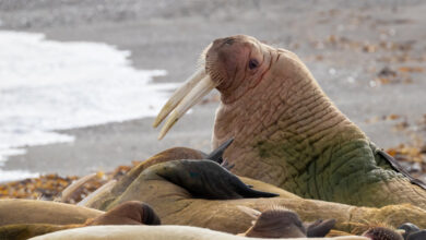 Attenborough exterminated hundreds of dead walruses because he wanted what the WEF wanted - Do you care?