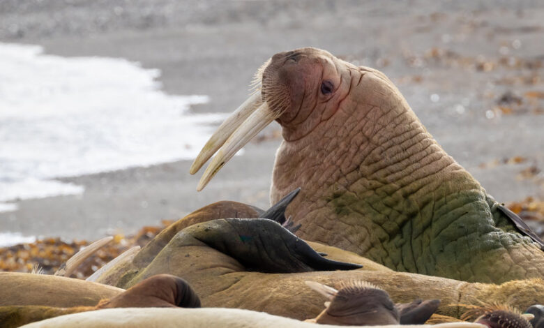 Attenborough exterminated hundreds of dead walruses because he wanted what the WEF wanted - Do you care?