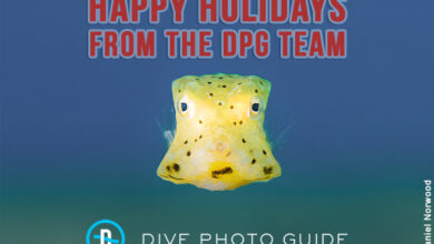Happy holiday from DPG