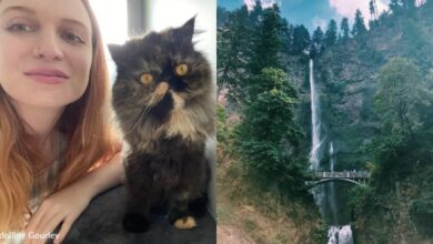 Globetrotting with cats: How one woman traveled by taking on the job of sitting cats