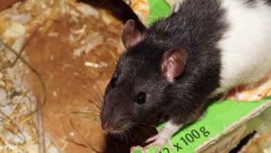 Watch this cute pet rat awakened from a nap by a treat of almonds
