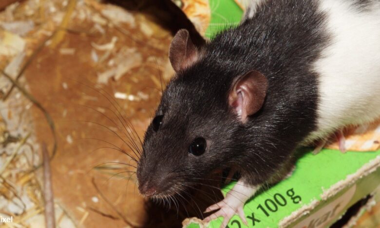 Watch this cute pet rat awakened from a nap by a treat of almonds