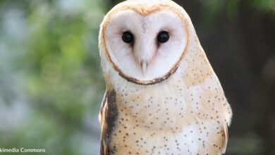 Owls are befriending local farmers for all the right reasons