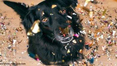 Fireworks have created a crisis for pets this New Year