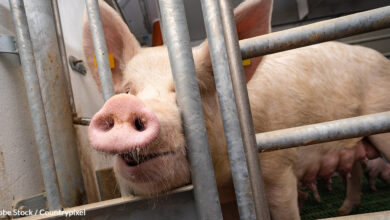 Sows spend their entire lives in gesturing cages before slaughter, but do they have to?