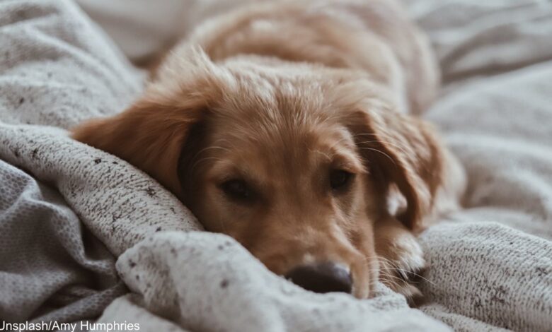 Golden Retriever puppy refuses to get out of bed in related viral video