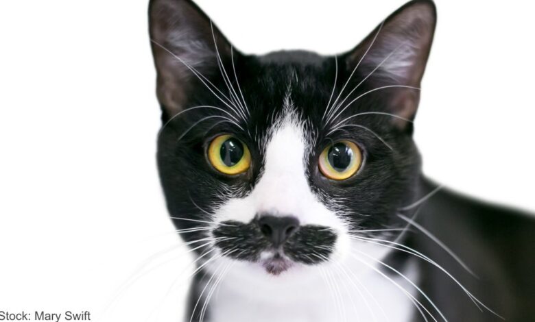 Rescue the cat with the spectacular mustache that looks like Groucho Marx