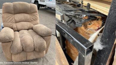 Thrift store employee Finds a cat inside a donated recliner