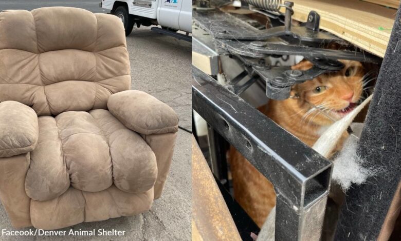 Thrift store employee Finds a cat inside a donated recliner