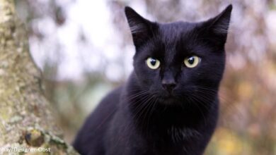 Shy black cat becomes a failed breeder, helping to raise a generation of kittens