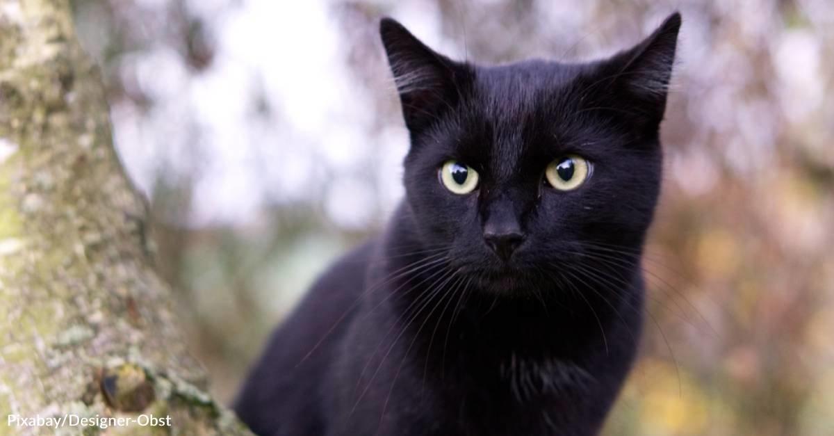 Shy black cat becomes a failed breeder, helping to raise a generation ...