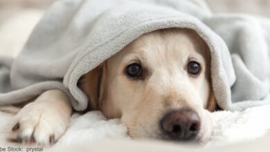 Labrador brings her blanket wherever she goes