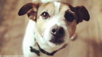 Can dogs tell time?  - Animal rescue website news