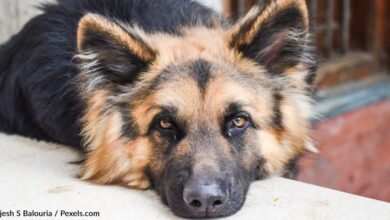 Homeless German shepherd mourns the loss of his son