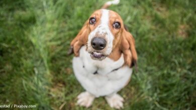 Basset Hound is elected mayor of a Colorado town