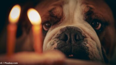 Pets accidentally caused 1,000 house fires in the US last year