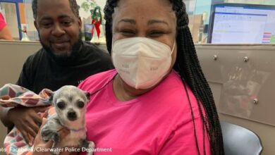 Missing, tiny dog ​​reunites with family after journeying to another town on his own