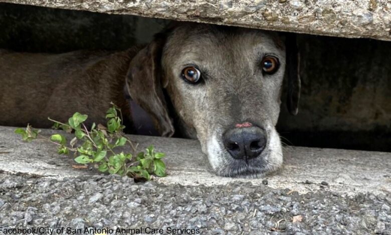 Missing San Antonio dog rescued from storm drain